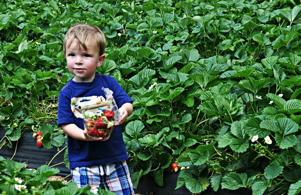 Two Year Old Berry Picker by peggysirk