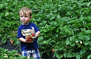 10th May 2015 - Two Year Old Berry Picker