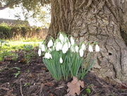 8th Feb 2015 - The First Snowdrops of 2015
