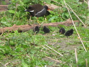 13th Apr 2015 - Four Baby Moorhens