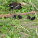 Four Baby Moorhens by davemockford