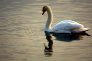 8th May 2015 - Swan at Sunrise