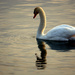 Swan at Sunrise by jayberg