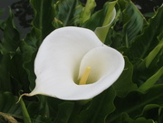 9th May 2015 - Arum Lily