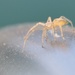 Incy wincy spider.......go away!  by kdrinkie