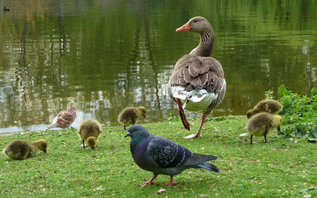 Goslings and pigeon by boxplayer