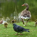 Goslings and pigeon by boxplayer