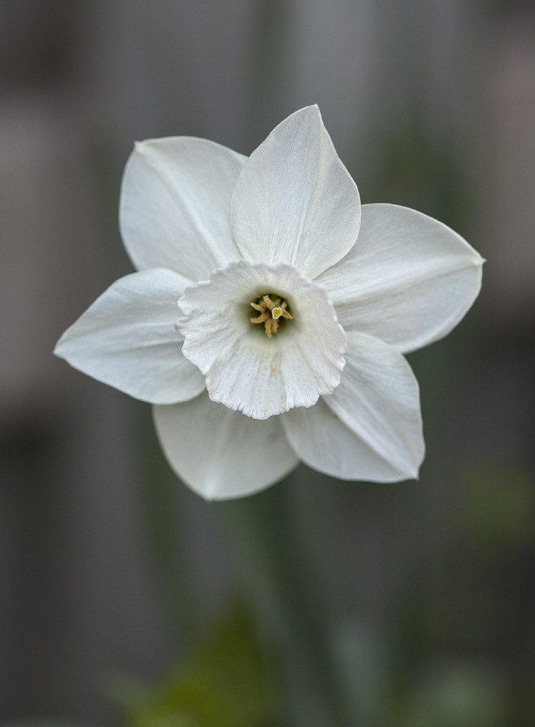 White Daffodil by gardencat