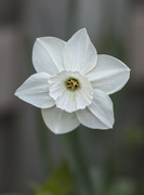 10th May 2015 - White Daffodil