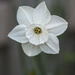 White Daffodil by gardencat