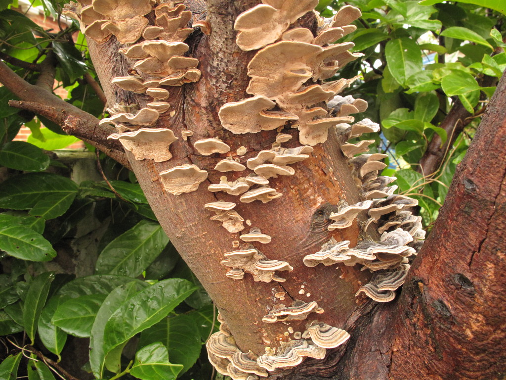 Tree Fungus by davemockford