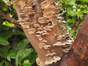 13th Feb 2015 - Tree Fungus