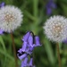 8 May 2015 Dandelions and bluebells by lavenderhouse