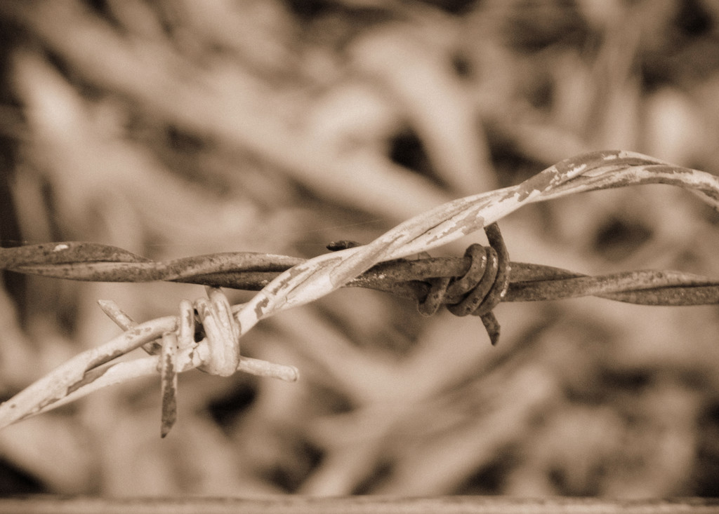 Barbed Wire by salza