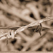 Barbed Wire by salza