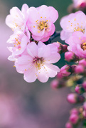 4th May 2015 - May Blossoms