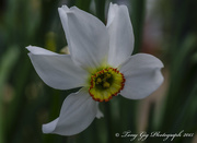 10th May 2015 - Narcissus