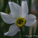 Narcissus by tonygig