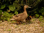 10th May 2015 - Duck and ducklings.....