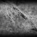 Lichen by steveandkerry