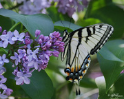 9th May 2015 - Eastern Tiger Swallowtail