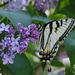 Eastern Tiger Swallowtail by skipt07