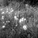 Dandelions by justaspark