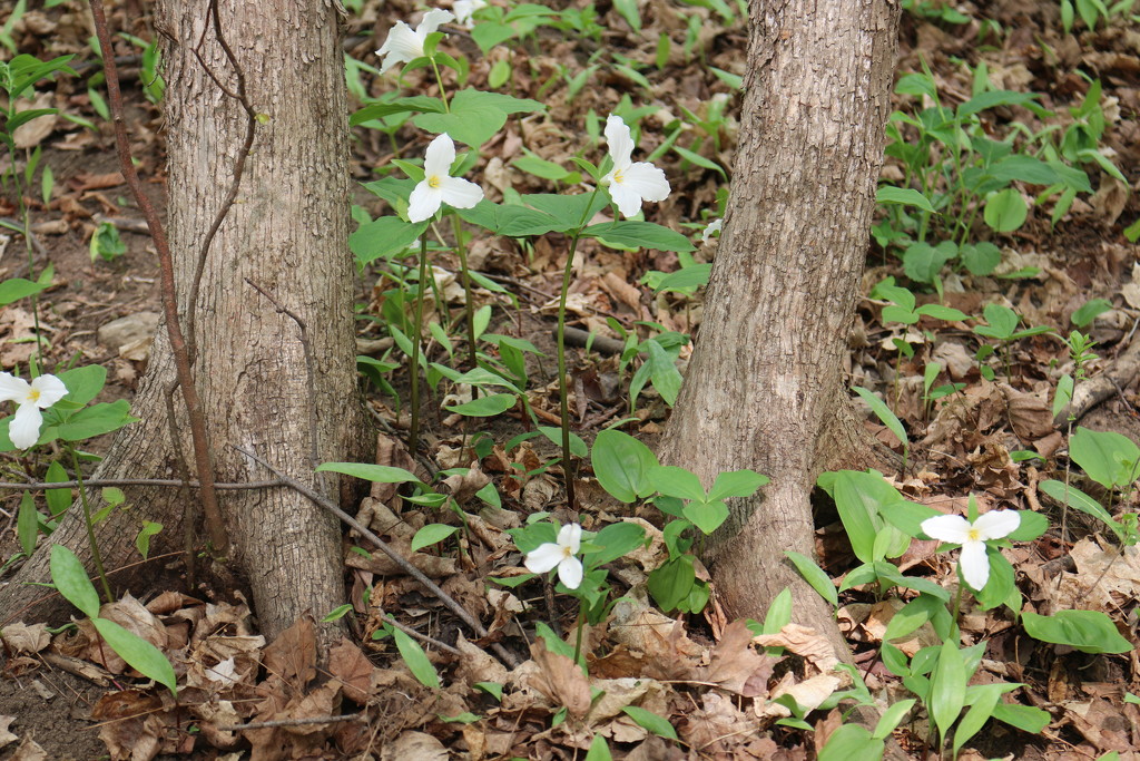 Trilliums in the woods. by hellie
