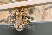 10th May 2015 - Clouded Leopard