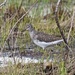 Solitary Sandpiper by rob257