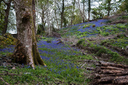 8th May 2015 - Bluebells