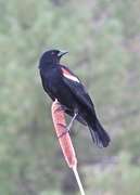 6th May 2015 - Red Winged Blackbird on Cattail