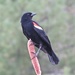 Red Winged Blackbird on Cattail by rob257