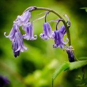 10th May 2015 - Bluebell