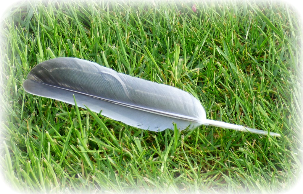 Feather  by beryl