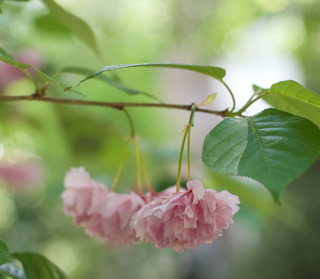 Kwanzan Cherry blossom by loweygrace