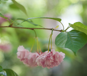 10th May 2015 - Kwanzan Cherry blossom