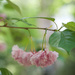 Kwanzan Cherry blossom by loweygrace