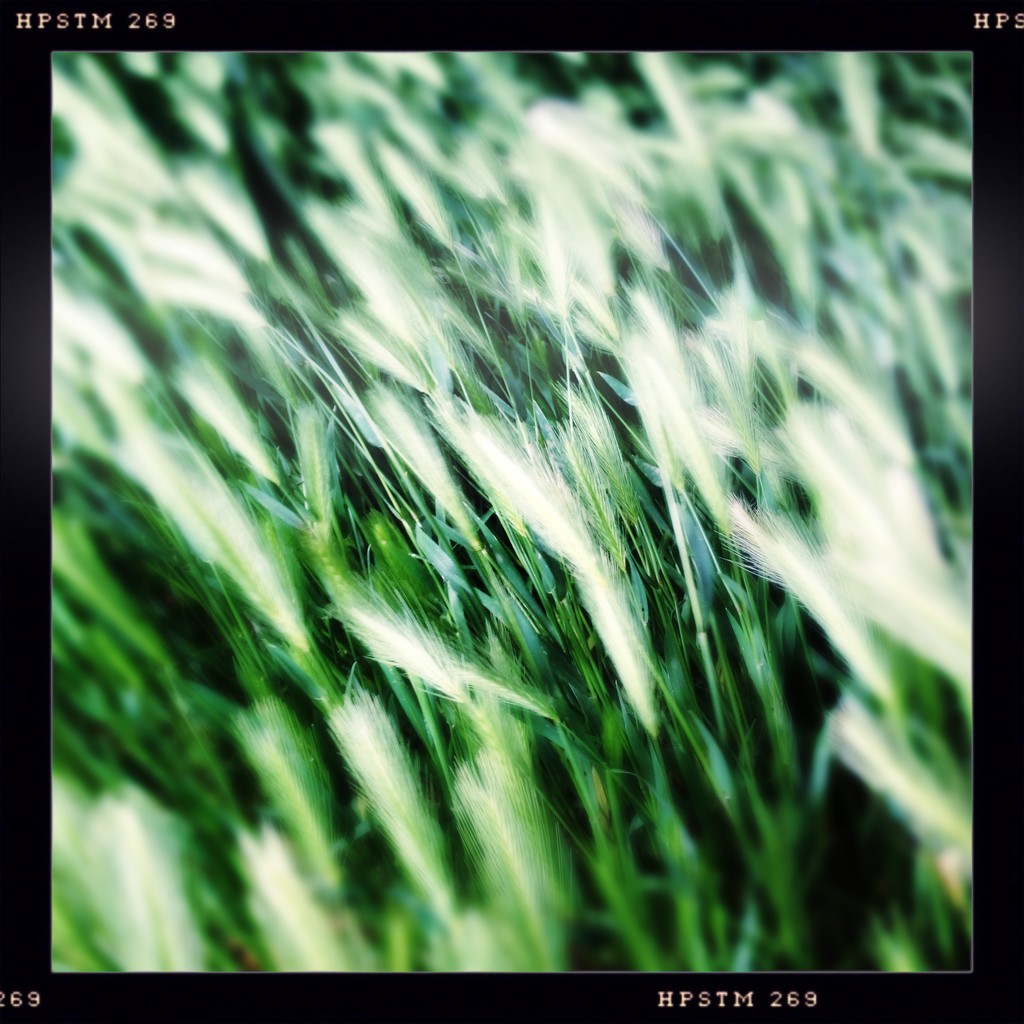 WIndy Grass by jeffjones