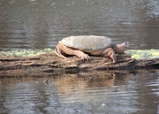 9th May 2015 - Snapping Turtle