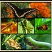 Insect Collage Challenge by milaniet