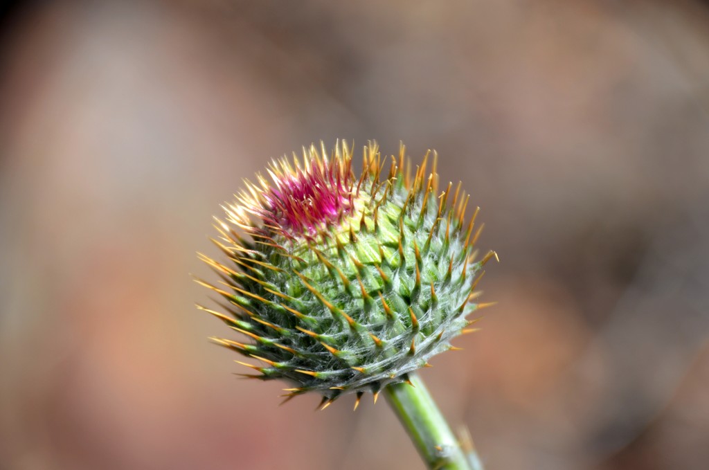 Flower Bud by mariaostrowski