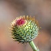 Flower Bud by mariaostrowski