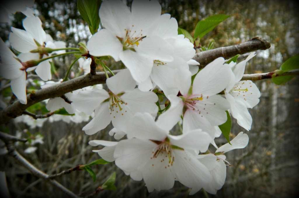 Tree Blossom by jo38