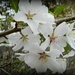 Tree Blossom by jo38