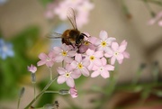 9th May 2015 - Just Pollinating