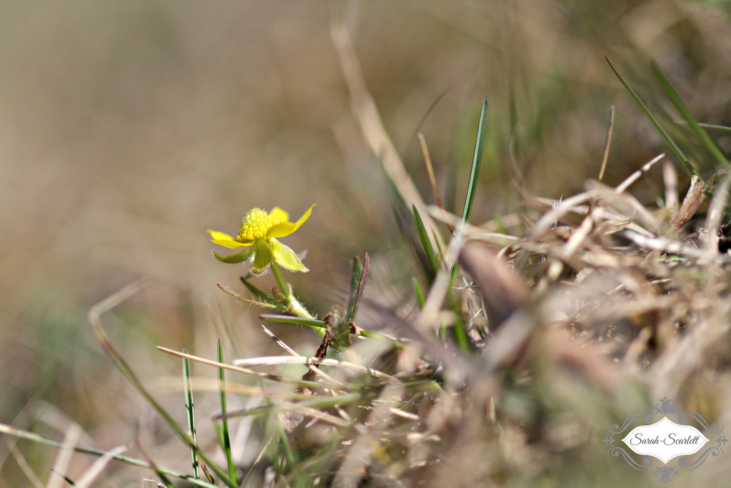 Tiny Yellow Flower by sarahlh