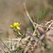 Tiny Yellow Flower by sarahlh