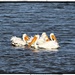 White Pelicans Fishing Together by markandlinda