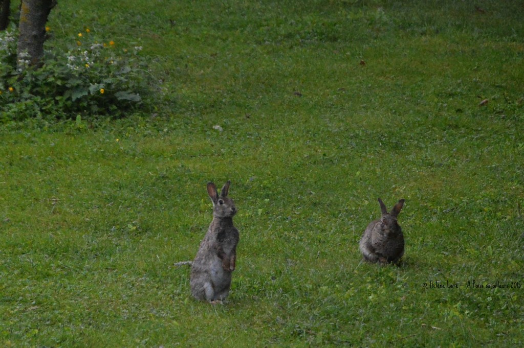 rabbits by parisouailleurs